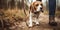 A happy-go-lucky beagle sniffing and wagging its tail on a walk with its owner, concept of Cannine behavior, created