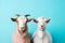 Happy goats posed in stylish studio fashion shot on pastel background copy space for text