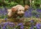 Happy golden cockapoo jumping over a log in the bluebell woods in Spring