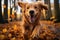 Happy golden retriever bounds through the park, autumn leaves dancing