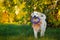 Happy golden retriever carries purple soft ring toy in his teeth in autumn park