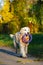 Happy golden retriever carries purple soft ring toy in his teeth in autumn park