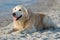 Happy golden retriever dog at the beach