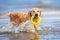 happy golden retriever dog fetching a toy on the beach in summer