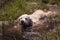 Happy golden retriever dog has found boggy water