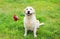 Happy Golden Retriever dog holding red flower in teeth on grass
