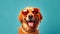 Happy Golden Retriever Dog Portrait looking at camera isolated on blue gradient studio background