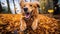 Happy golden retriever dog running in the park, joyful spirit in the autumn, fallen leaves, generative ai