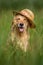 happy golden retriever dog in a straw hat portrait in summer