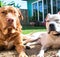 Happy golden retriever laying on the ground, happy pitbull, black dog laying in the ground, black retriever.