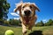 A happy golden retriever playing fetch with a ball in a park.