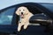 Happy golden retriever puppy in a car window