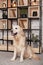 Happy golden retriever puppy dog in loft modern living room