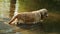 Happy golden retriever swims in dirty pond. Wet Labrador walks in the water