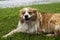 A happy golden and white furry dog laying down in the green grass