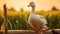 Happy Goose Poses On Farm Fence Post With Lush Cornfield Background