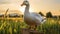 Happy Goose Smiling On Farm Fence Post