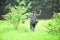 Happy Grandfather with mushrooms in busket hunting mushroom in warm summer rain. Senior picking wild berries and