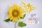 Happy grandparents day. Close-up of beautiful yellow sunflower on white wooden background.