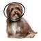 Happy grateful havanese dog is recovering and wearing a funnel c