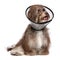 Happy grateful havanese dog is recovering and wearing a funnel c