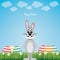 Happy gray bunny colorful eggs daisy meadow