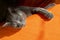 happy gray Burmese cat, basking on an orange ottoman in the sun,