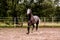 Happy gray horse running in paddock in summer