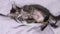 A happy gray kitten spins, stretches and rests on a gray background. A satisfied cat lies on its back with its tummy up