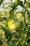 Happy Green Tomato with Funny Smiling Face