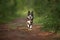 happy grey border collie dog running in the forest in summer