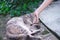 Happy grey cat closed eye while asian girl hand stroking massage under chin garden background