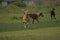 Happy greyhounds on a field in Argentina