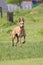 Happy greyhounds on a field in Argentina