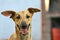 Happy greyhounds on a field in Argentina