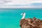 Happy groom and bride on the rock. Turquoise sea in the background. Wedding and honeymoon in tropics concept.