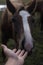 Happy hairy horse face. Horses and humans. portrait of horse. horse head with man`s hand. Touch of the friendship between man and