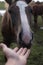 Happy hairy horse face. Horses and humans. portrait of horse. horse head with man`s hand. Touch of the friendship between man and