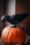 Happy Halloween. African Grey Parrot baby with pumpkin