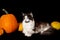 Happy Halloween. Maine Coon cats lies next to the pumpkin.