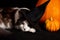 Happy Halloween. Maine Coon cats lies next to the pumpkin.