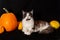 Happy Halloween. Maine Coon cats lies next to the pumpkin.