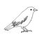 Happy Halloween. Raven bird sitting - vector illustration, logo, emblem black and white, one color.