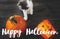 Happy Halloween text on cute kitten playing at Jack o lantern candy bucket, pumpkin and bats on dark background, celebrating