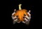 Happy Halloween theme. Witches knotty hands with black sharp long nails hold a small pumpkin, low key, selected focus.