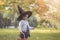 Happy haloween. portrait of cute toddler girl in witch hat in the autumn forest