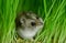 The happy hamster is lying on the ground and eating the stem of the young green plant