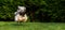 Happy havanese dog running towards camera in the grass