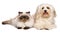 Happy havanese dog and a young persian cat lying together