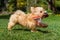Happy havanese puppy running with her toy in a garden